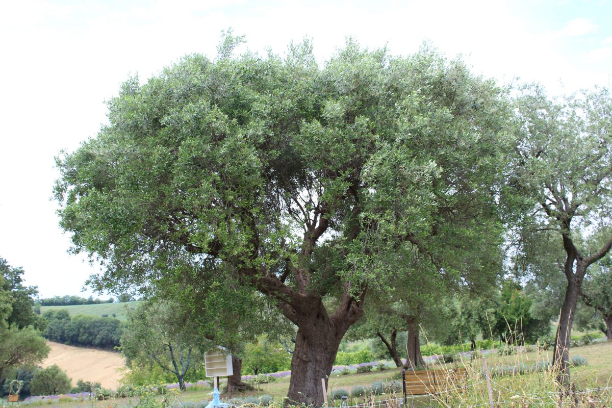 L'Ulivo di Nonno Amato